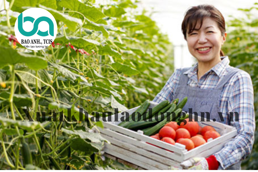 Xuất khẩu lao động Nhật Bản lương cao không? 8 Copy of xuat khau lao dong HN 6 1