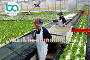 xuất khẩu lao dộng HN 60